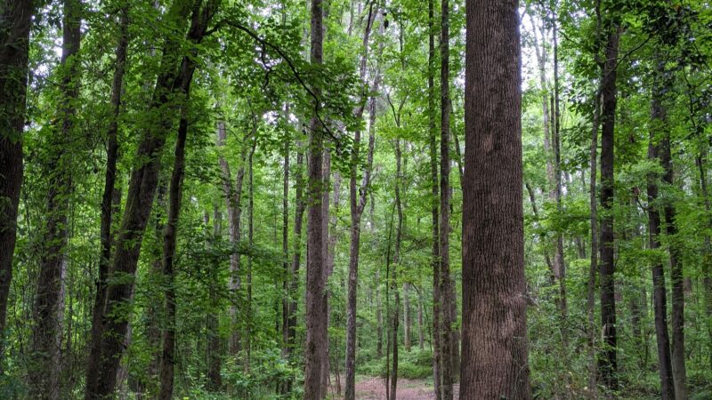 Robert L. Bridges Park - Statham, GA