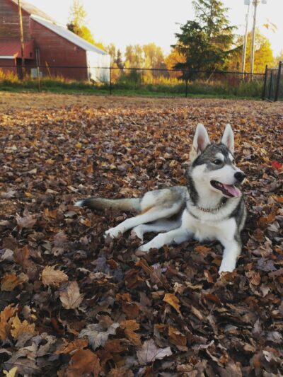 Stayton Community Dog Park - Stayton, OR