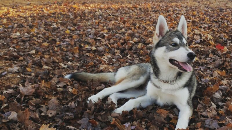 Stayton Community Dog Park - Stayton, OR