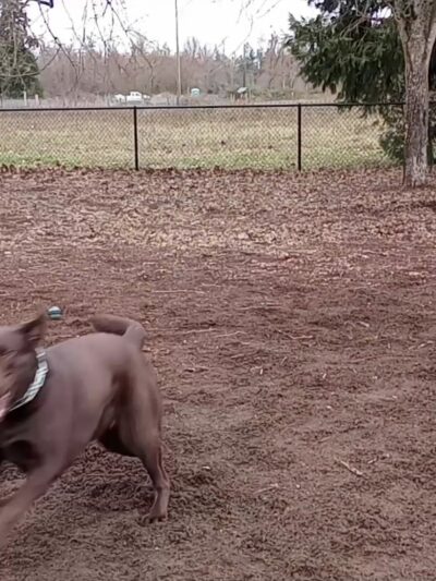 Stayton Community Dog Park - Stayton, OR
