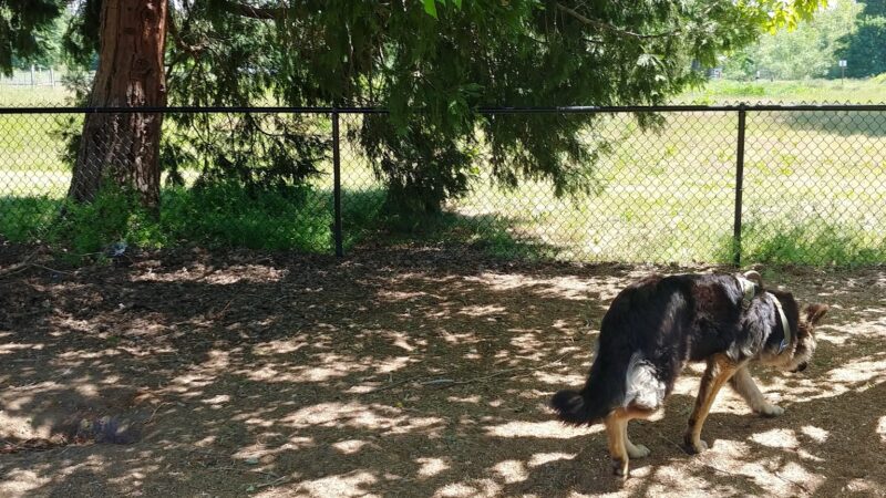 Stayton Community Dog Park - Stayton, OR