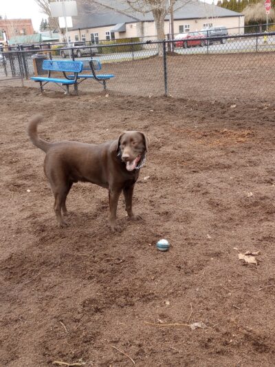 Stayton Community Dog Park - Stayton, OR