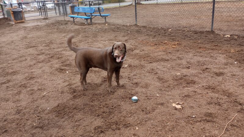 Stayton Community Dog Park - Stayton, OR