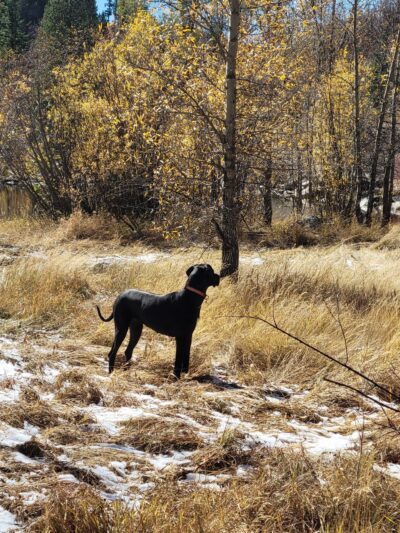 Spring Creek Dog Park at the Lower Pond - Steamboat Springs, CO