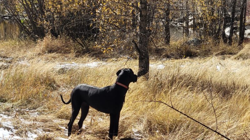 Spring Creek Dog Park at the Lower Pond - Steamboat Springs, CO