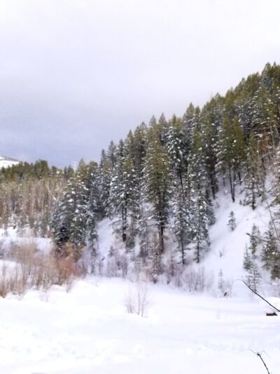 Spring Creek Dog Park at the Lower Pond - Steamboat Springs, CO