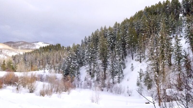 Spring Creek Dog Park at the Lower Pond - Steamboat Springs, CO