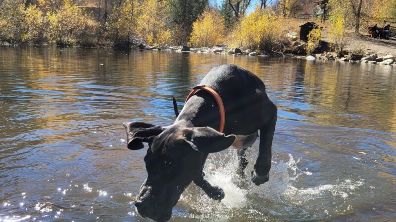 Spring Creek Dog Park at the Lower Pond - Steamboat Springs, CO