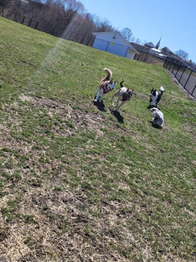 Wintersville Dog Park - Steubenville, OH