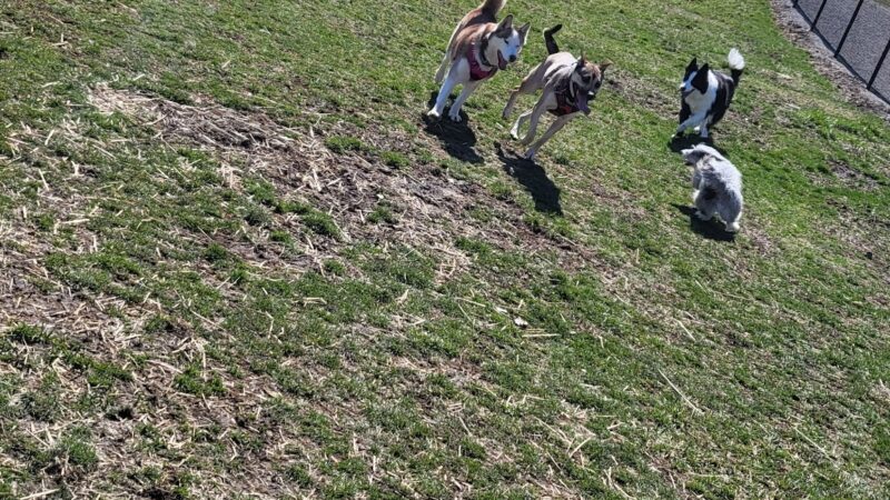 Wintersville Dog Park - Steubenville, OH