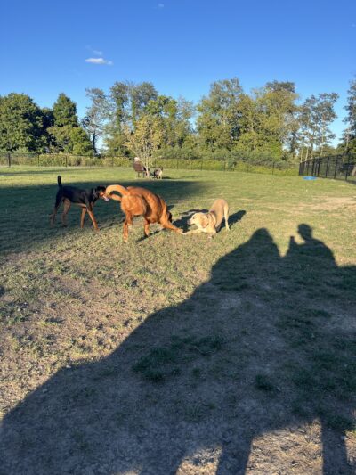 Wintersville Dog Park - Steubenville, OH