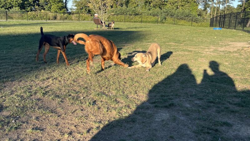 Wintersville Dog Park - Steubenville, OH