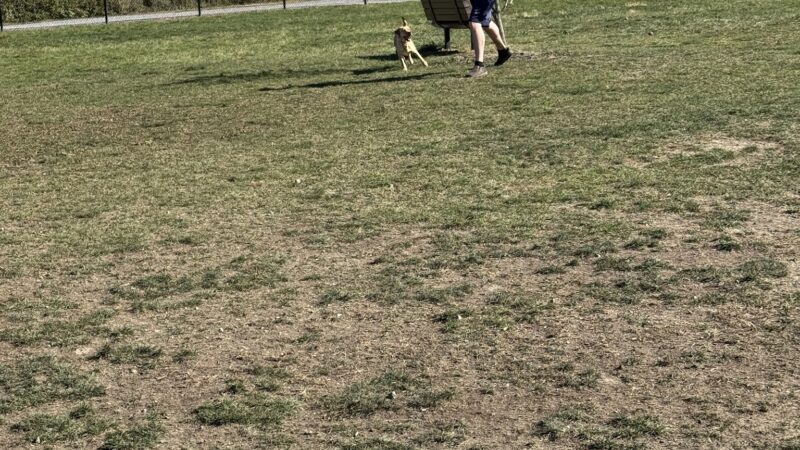 Wintersville Dog Park - Steubenville, OH