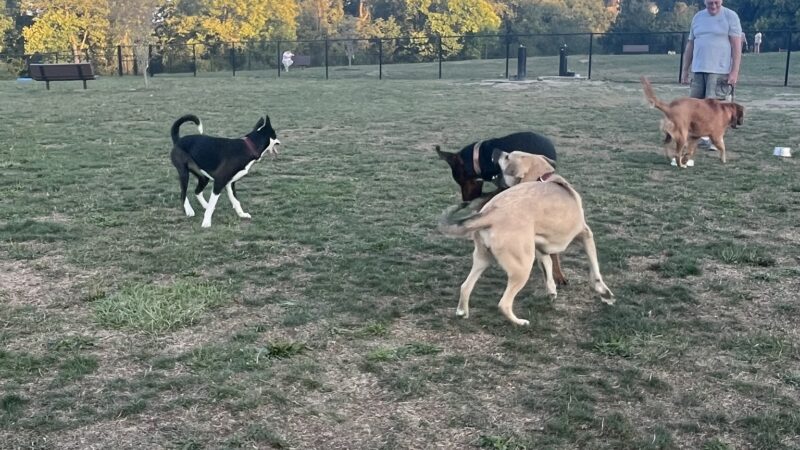 Wintersville Dog Park - Steubenville, OH