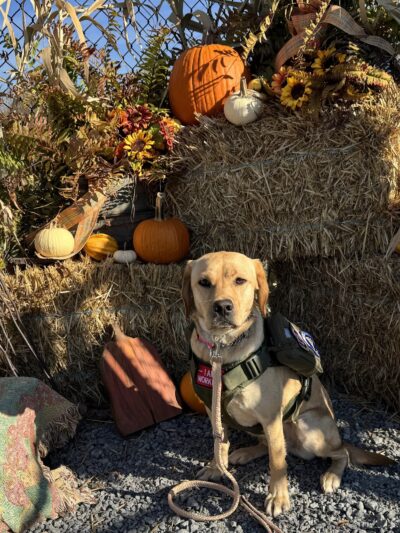 Wintersville Dog Park - Steubenville, OH