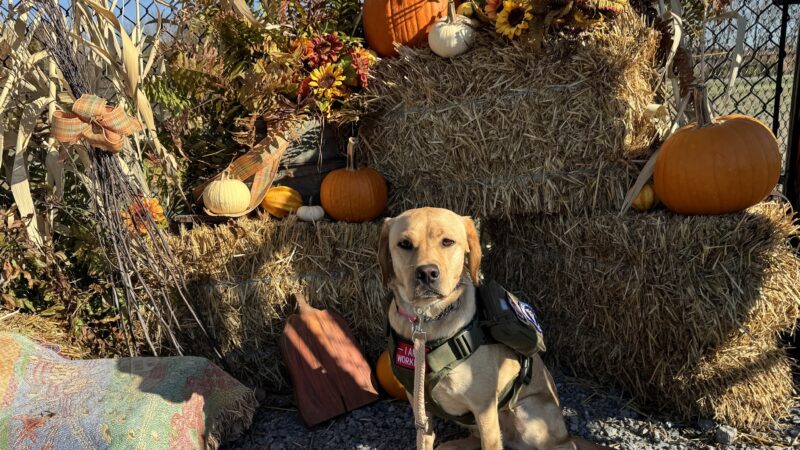 Wintersville Dog Park - Steubenville, OH