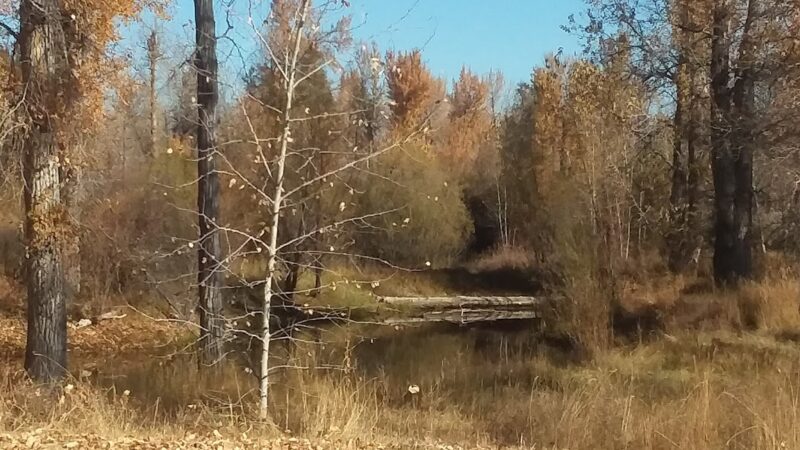 Bitterroot River Park - Stevensville, MT