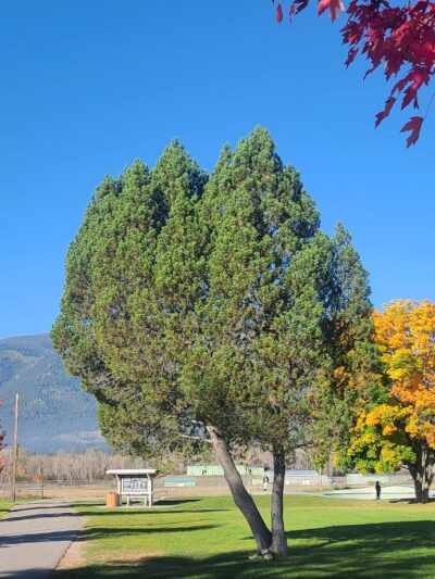 Lewis and Clark Park - Stevensville, MT