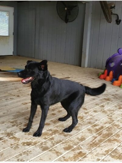 Janry Pet Resort - Stewartsville, NJ