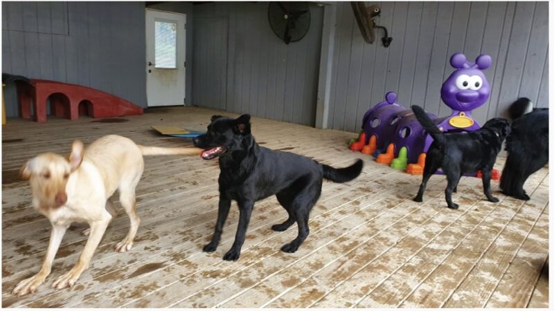 Janry Pet Resort - Stewartsville, NJ