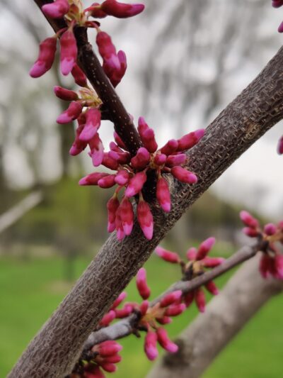 Rench Park - Stickney, IL