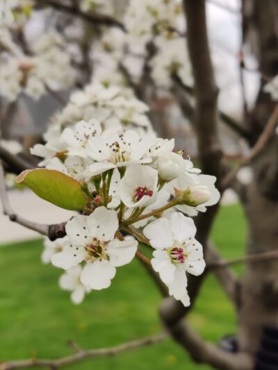 Rench Park - Stickney, IL