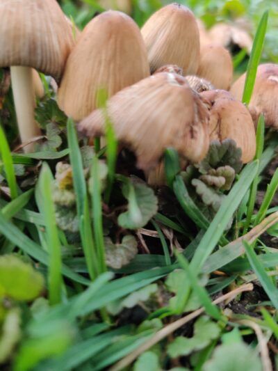 Rench Park - Stickney, IL