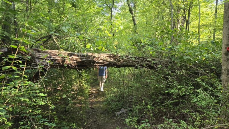Hicks Tract Park - Stirling, NJ