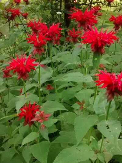 Hicks Tract Park - Stirling, NJ