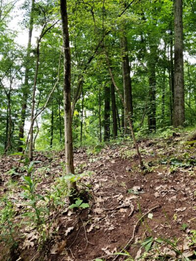 Hicks Tract Park - Stirling, NJ