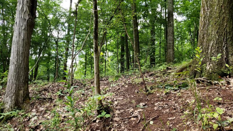 Hicks Tract Park - Stirling, NJ