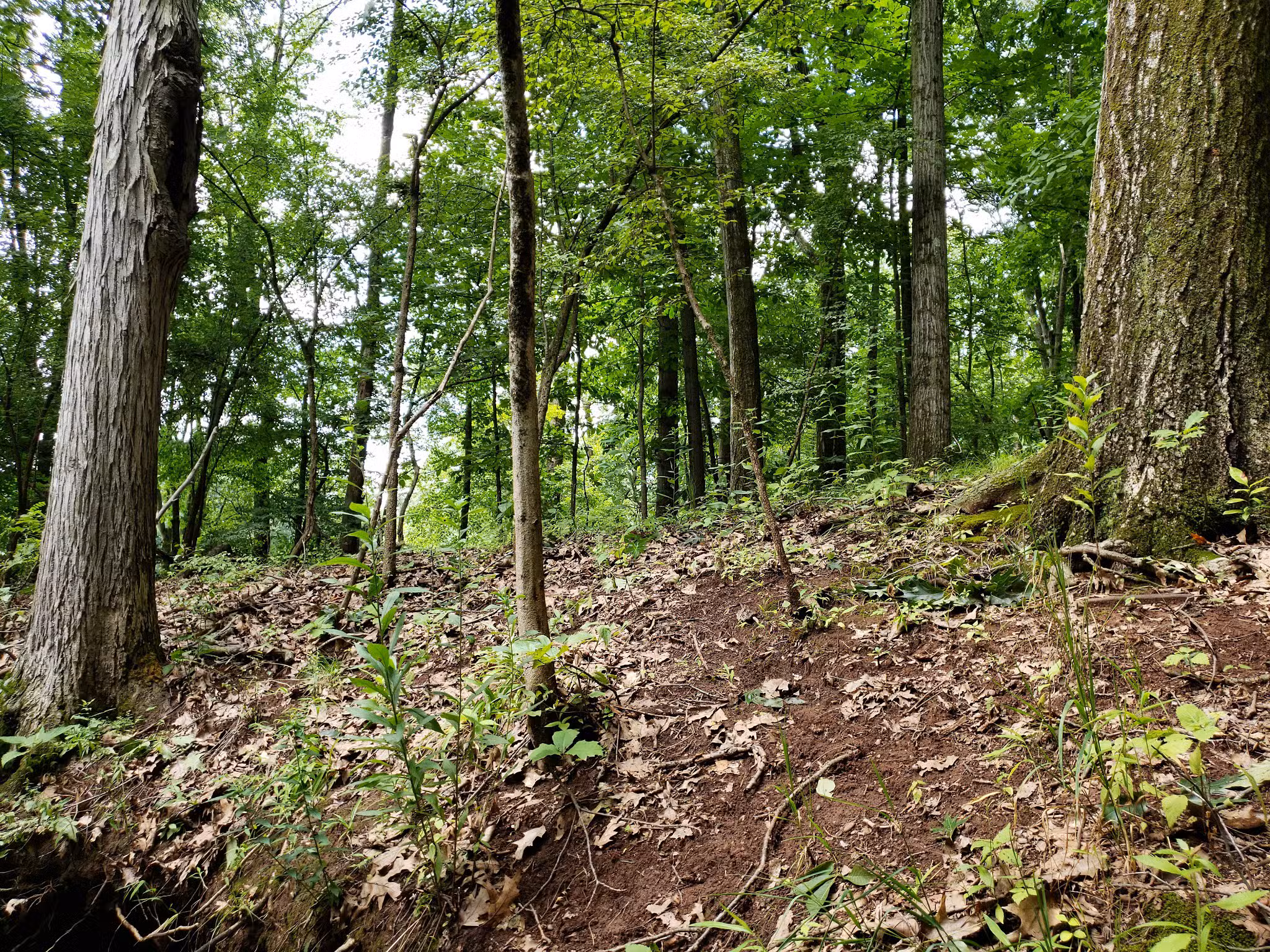 Hicks Tract Park - Stirling, NJ