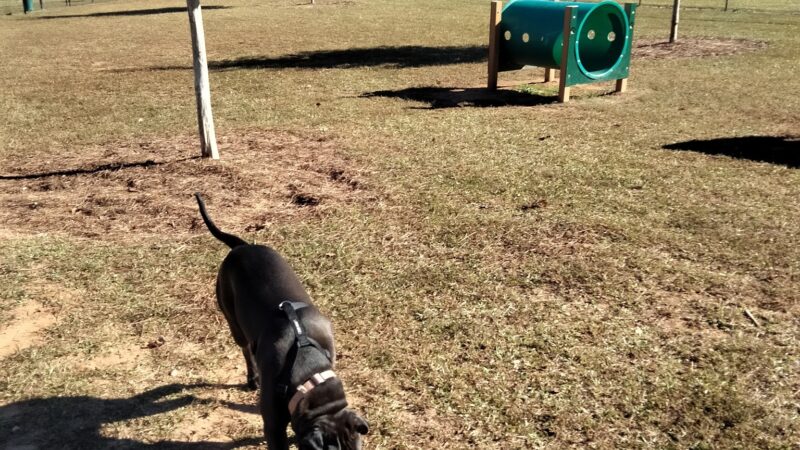 Richardson Dog Park - Stockbridge, GA
