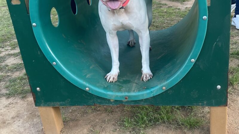 Richardson Dog Park - Stockbridge, GA