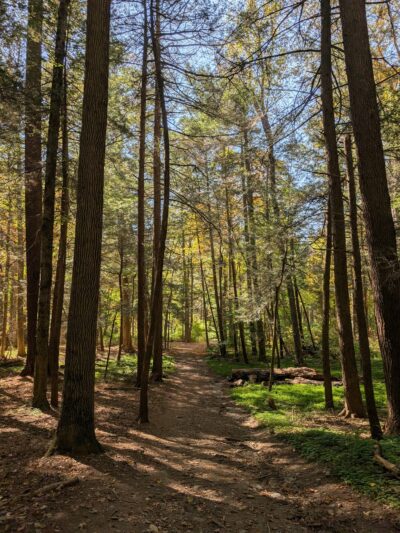 Bullard Woods - Stockbridge, MA