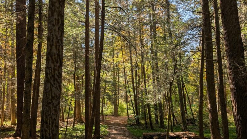 Bullard Woods - Stockbridge, MA