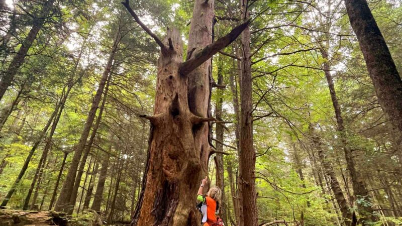 Bullard Woods - Stockbridge, MA