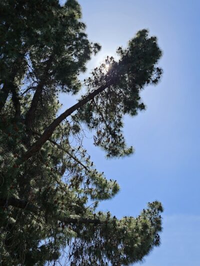 Sherwood Park - Stockton, CA