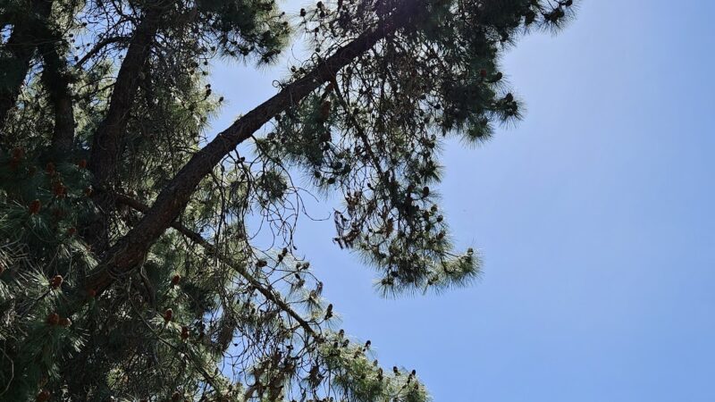 Sherwood Park - Stockton, CA