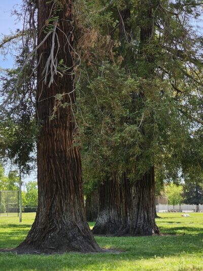 Sherwood Park - Stockton, CA