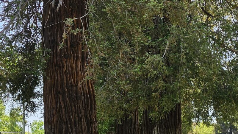 Sherwood Park - Stockton, CA