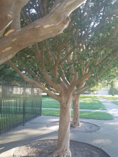 Sherwood Park - Stockton, CA