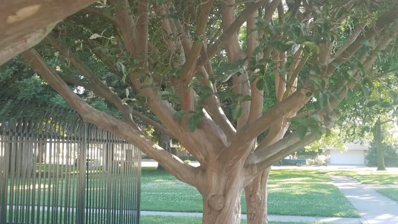 Sherwood Park - Stockton, CA