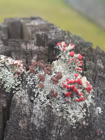 Panola park - Stonecrest, GA