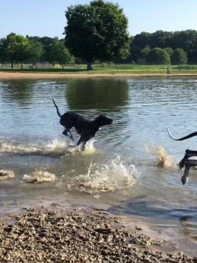 Bow Wow Beach - Stow, OH