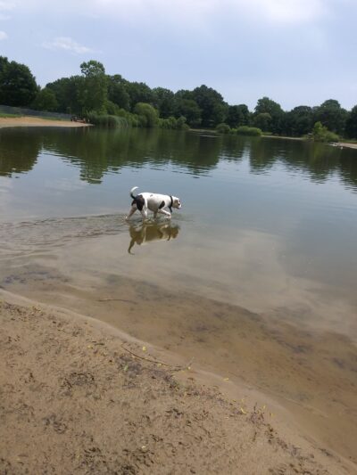 Bow Wow Beach - Stow, OH