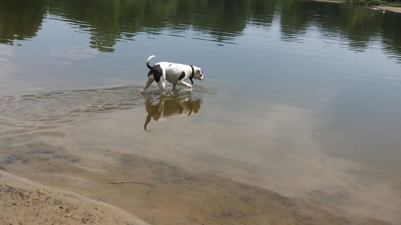 Bow Wow Beach - Stow, OH