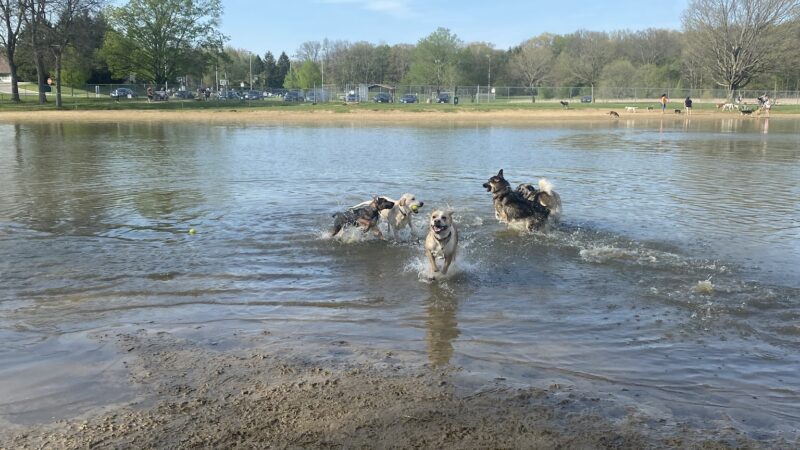 Bow Wow Beach - Stow, OH