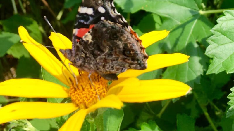 Strasburg Community Park - Strasburg, PA