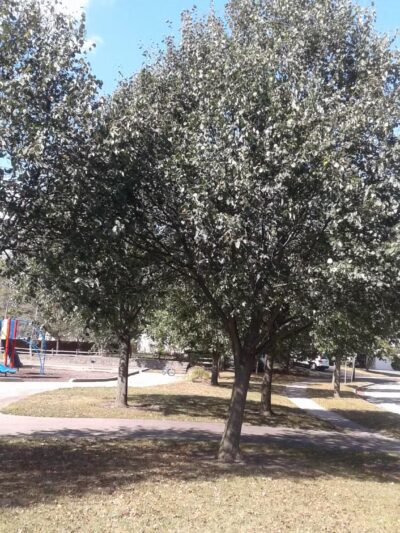 Meadows Park - Streamwood, IL